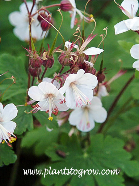 White Bigroot Geranium (Geranium macrorrhizum album)
(June 13)